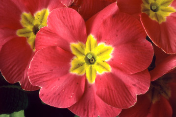 Fototapeta premium Primrose
