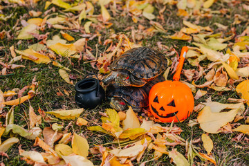 red-eared turtle with a pumpkin and a cauldron. Turtle on autumn leaves with a witch's cauldron and...