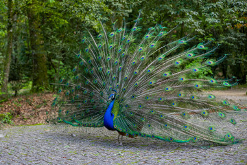 Obraz premium peacock with feathers out