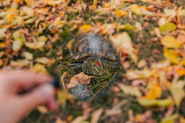 red-eared turtle on autumn leaves. Turtle through a magnifier