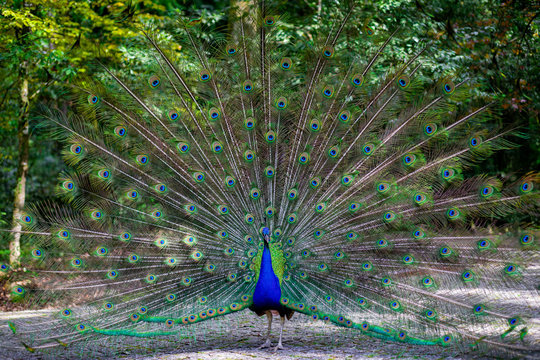 peacock with spreaded tail