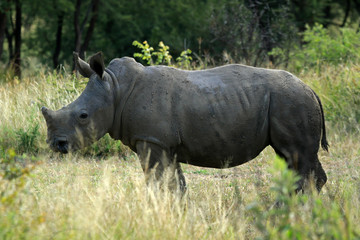 White rhino, Matobo National Park, Zimbabwe
