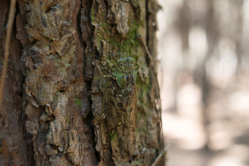 Close-up of a cicada.