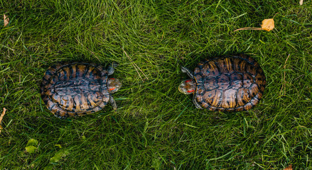 turtle with red ears on the green juicy grass in the park