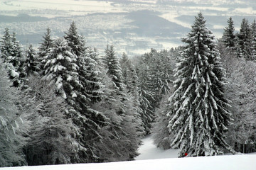 Obraz premium Snow covered forest, Sljeme, Zagreb, Croatia