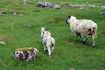 Fototapeta premium sheep and lambs
