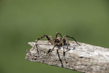 Wolf Spider on a Board