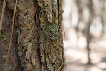 Close-up of a cicada.