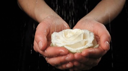 Girl's hands holding wet white rose under rain, slow motion