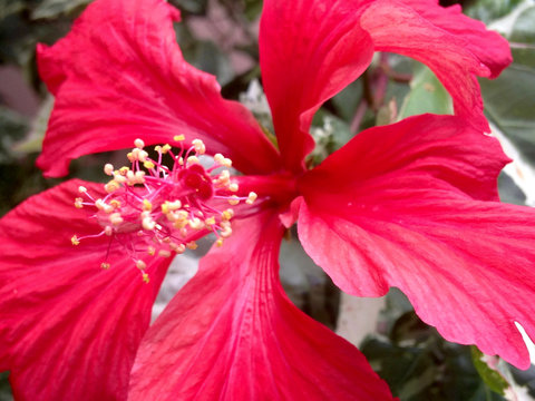 Flor de hibiscus roja