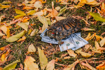 Red-eared turtles on dry leaves in the fall with money. Money Turtle with Dollars