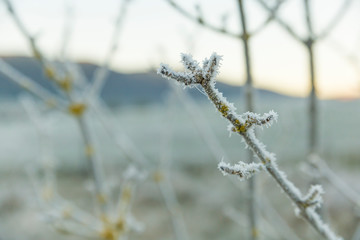 Frozen branches of a tree in winter
