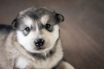 Alaskan Malamute puppy on wooden floor. Toned