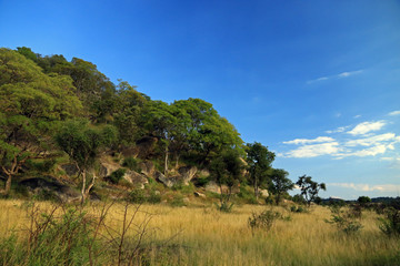 Fototapeta na wymiar Hwange National Park, Zimbabwe