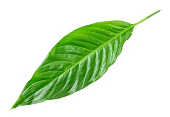 Tropical leaf on white background © domnitsky