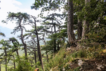 Fototapeta na wymiar Pines on the mountain.