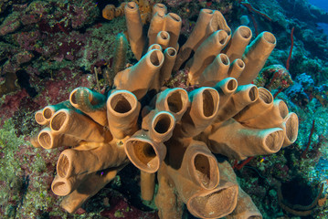 These tube sponges are growing out of a tropical coral reef. the soft structures provide a habitat to small creatures. this species is common around the Cayman Islands where this was shot