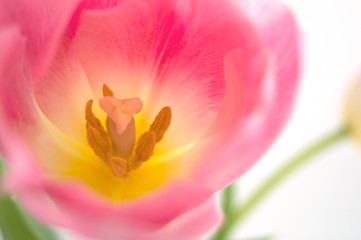 Pink tulips close up on white background.
