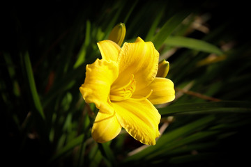 Yellow Flower Standing Out
