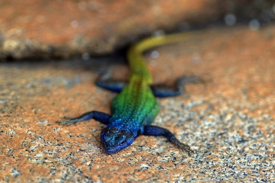 Common flat lizard, Matobo National Park, Zimbabwe