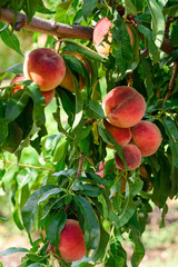 Ripe, juicy peaches in the garden