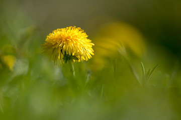 Dandelion in front of blurred background