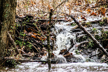 Creek Waterfall in Forest in Autumn