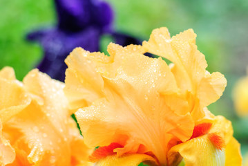 Beautiful flowers irises in the garden