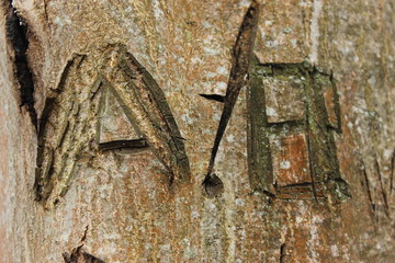 letters A and B on the tree bark