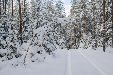 The road through the beautiful coniferous snowy forest