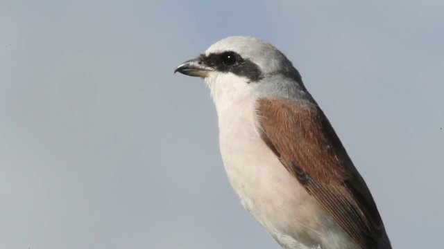 Red backed shrike from Georgia Beautiful Closeup shot of Red backed shrike from Georgia