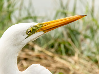 great white heron in lake in Sao Paulo city, Brazil