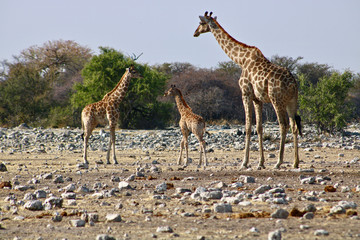 giraffes in serengeti national park tanzania africa
