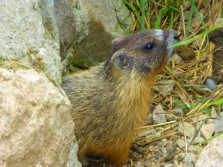 Murmeltier, Marmot