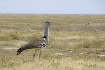 Sekretärvogel in der Serengeti