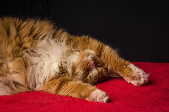 Upside down orange cat sleeping