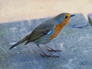 Robin ,bird,animal,songbird,perch,redbreast,nature,