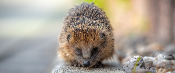 Igel frontal