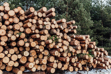 piled logs of felled pine trees, spruce.