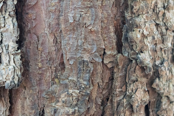  tree bark.