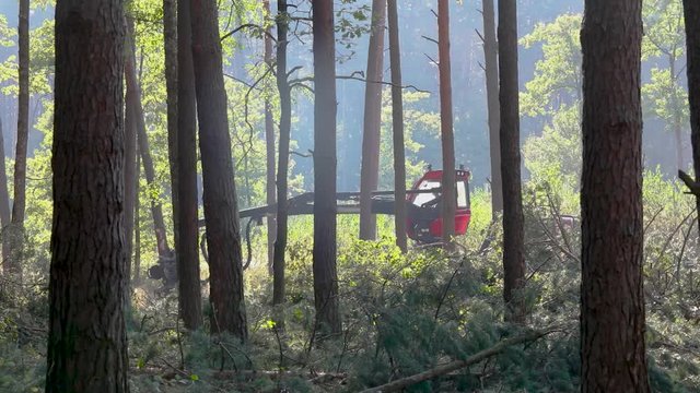 Forest cutting, logging, wood harvestr, timber harvester. A lumberjack operating a logging machine in a pine forest. Forest Industry. A cut-to-length (CTL) forest harvester. Forest Wheeled Harvester. 