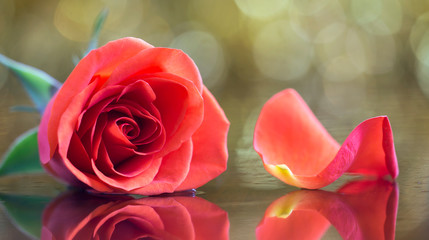 Red rose flower Valentine's day card web banner, background