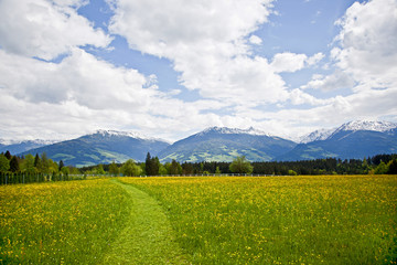 Fototapeta premium Bergwiese in den Alpen