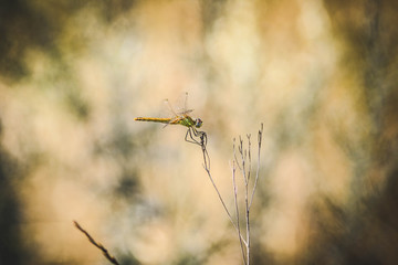 Dragonfly on the grass