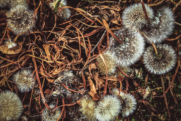 Faded dandelion flowers