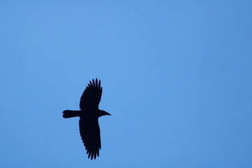 Raven in the sky