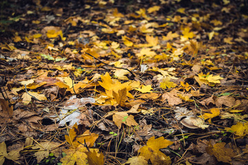 Obraz premium Autumn leaves