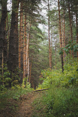 Obraz premium Path in the forest