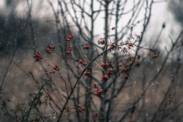 Red berries in the snow