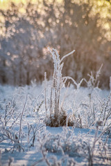 Frost on the grass